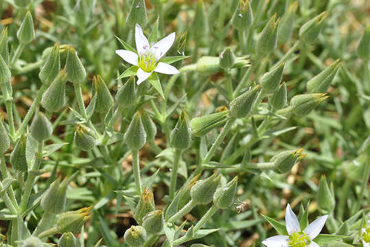 Image of Arenaria pungens Lag.