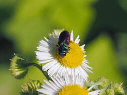 Anthaxia bicolor Falderman 1835 resmi