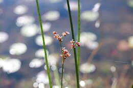 Image of Bayonet Rush