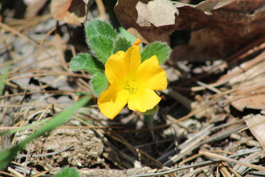 Image of Turnera callosa Urb.