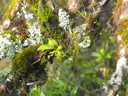 Image of Orange blossom orchid