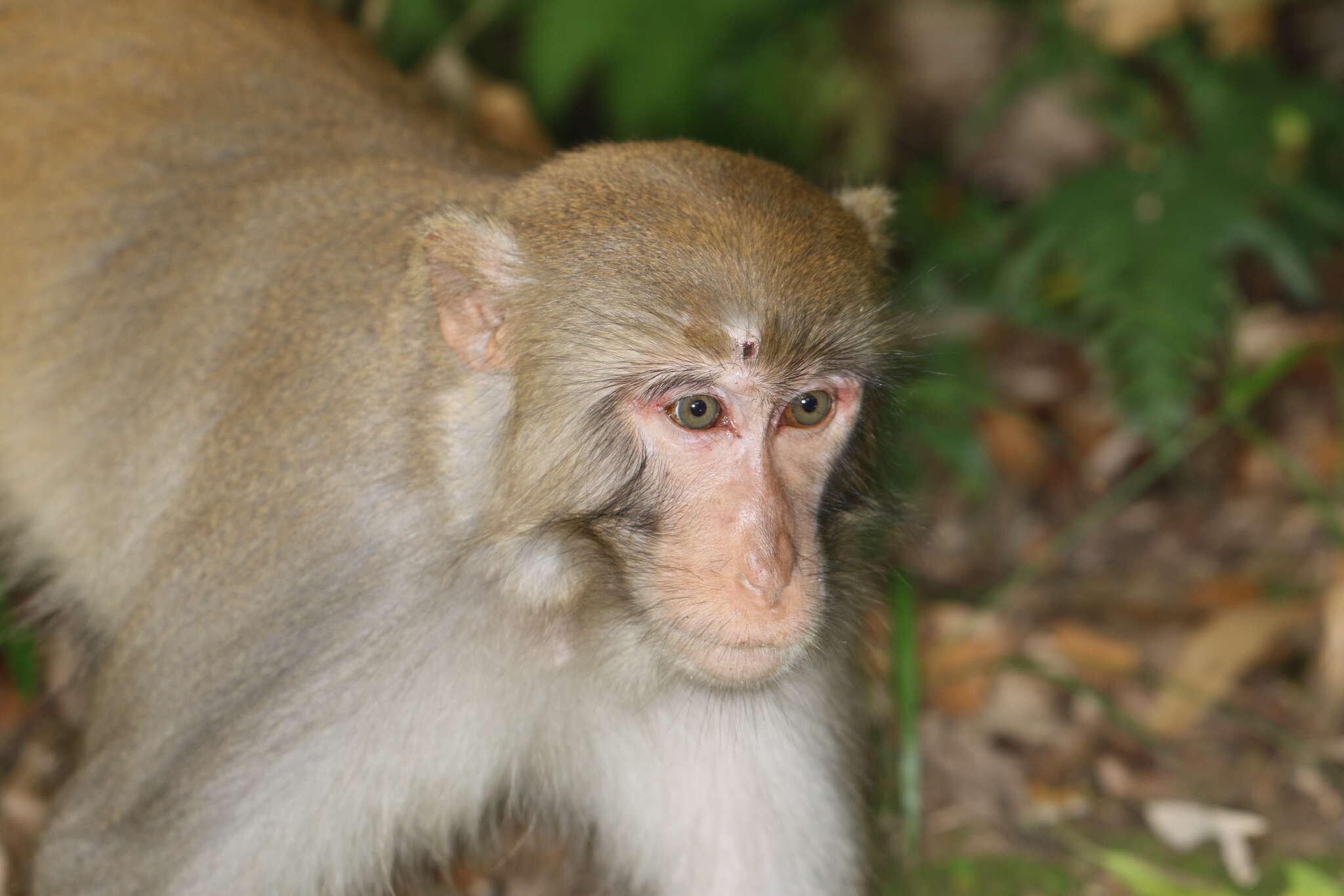 Image of Rhesus Monkey