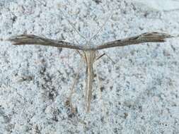 Image of Belfrage's Plume Moth