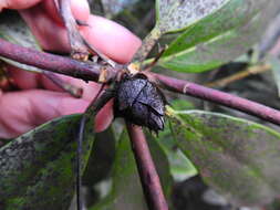 Image of Seifertia azaleae (Peck) Partr. & Morgan-Jones 2002