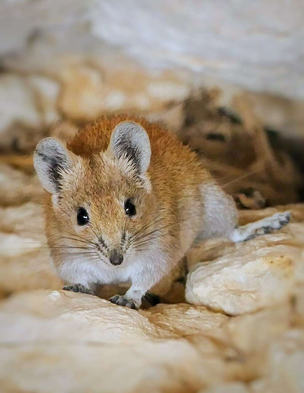 Image of Golden Spiny Mouse