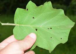 Image of Solanum diversifolium Schltdl.