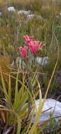 Image of Erica fascicularis L. fil.