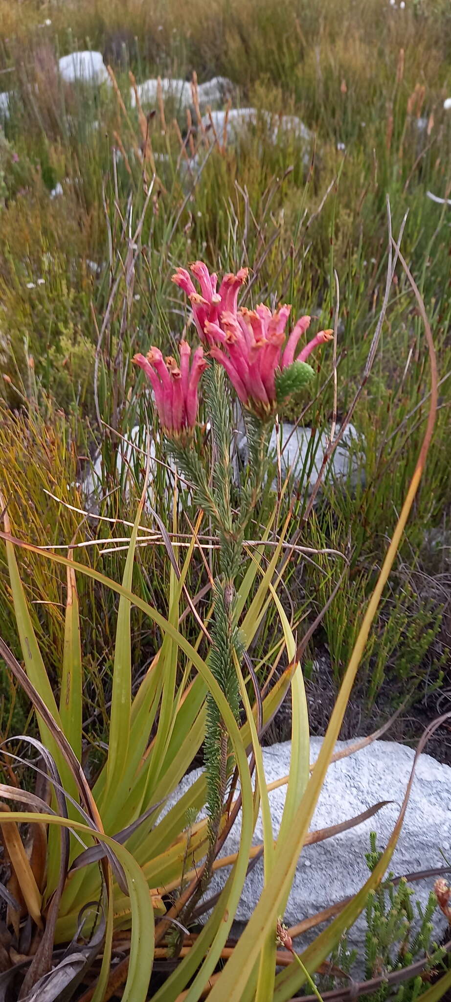 Plancia ëd Erica fascicularis L. fil.