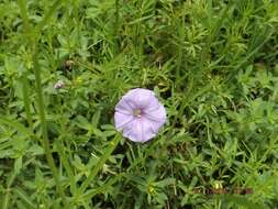 Imagem de Ipomoea ternifolia Cav.