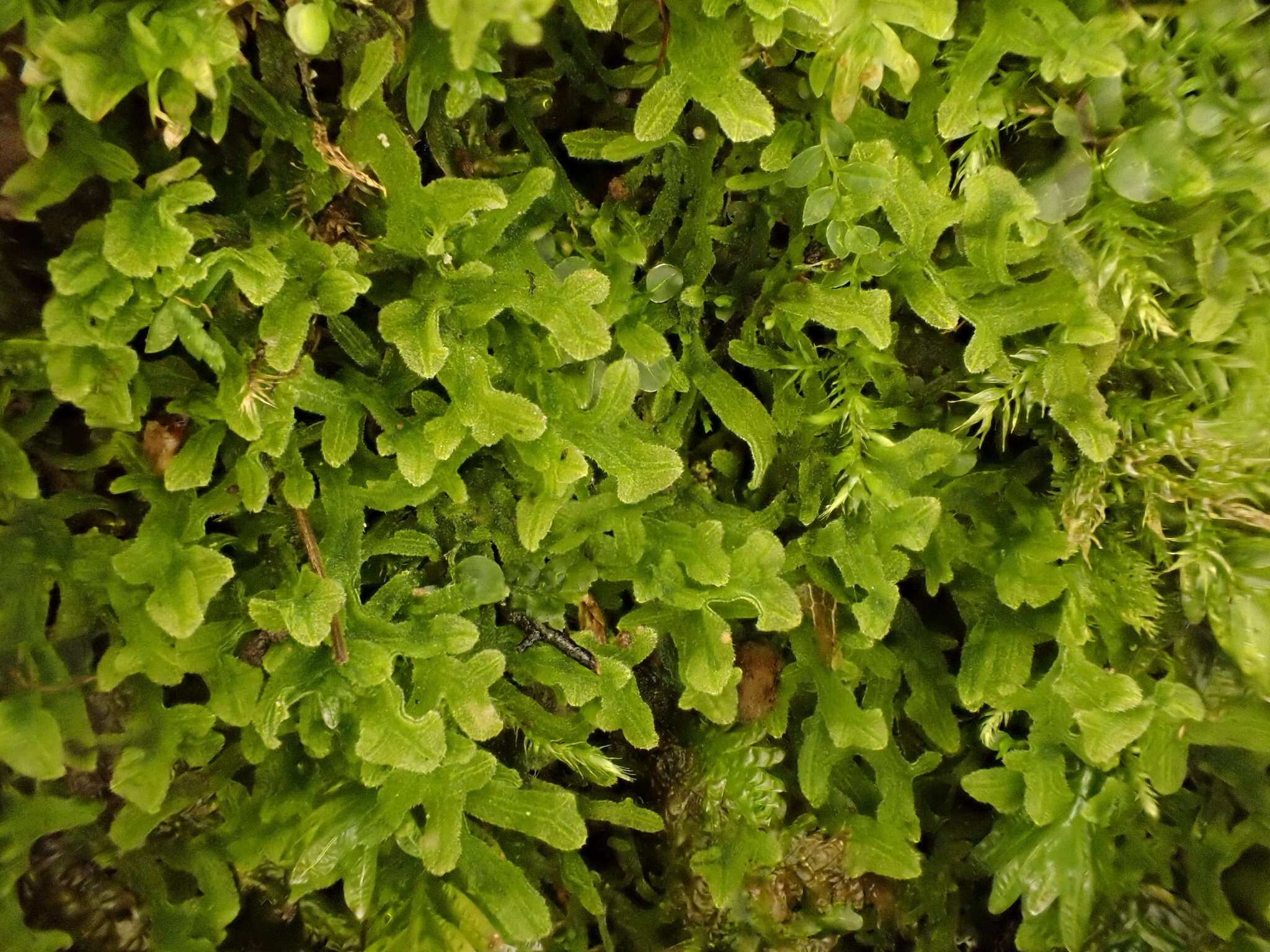 Image of Downy Veilwort