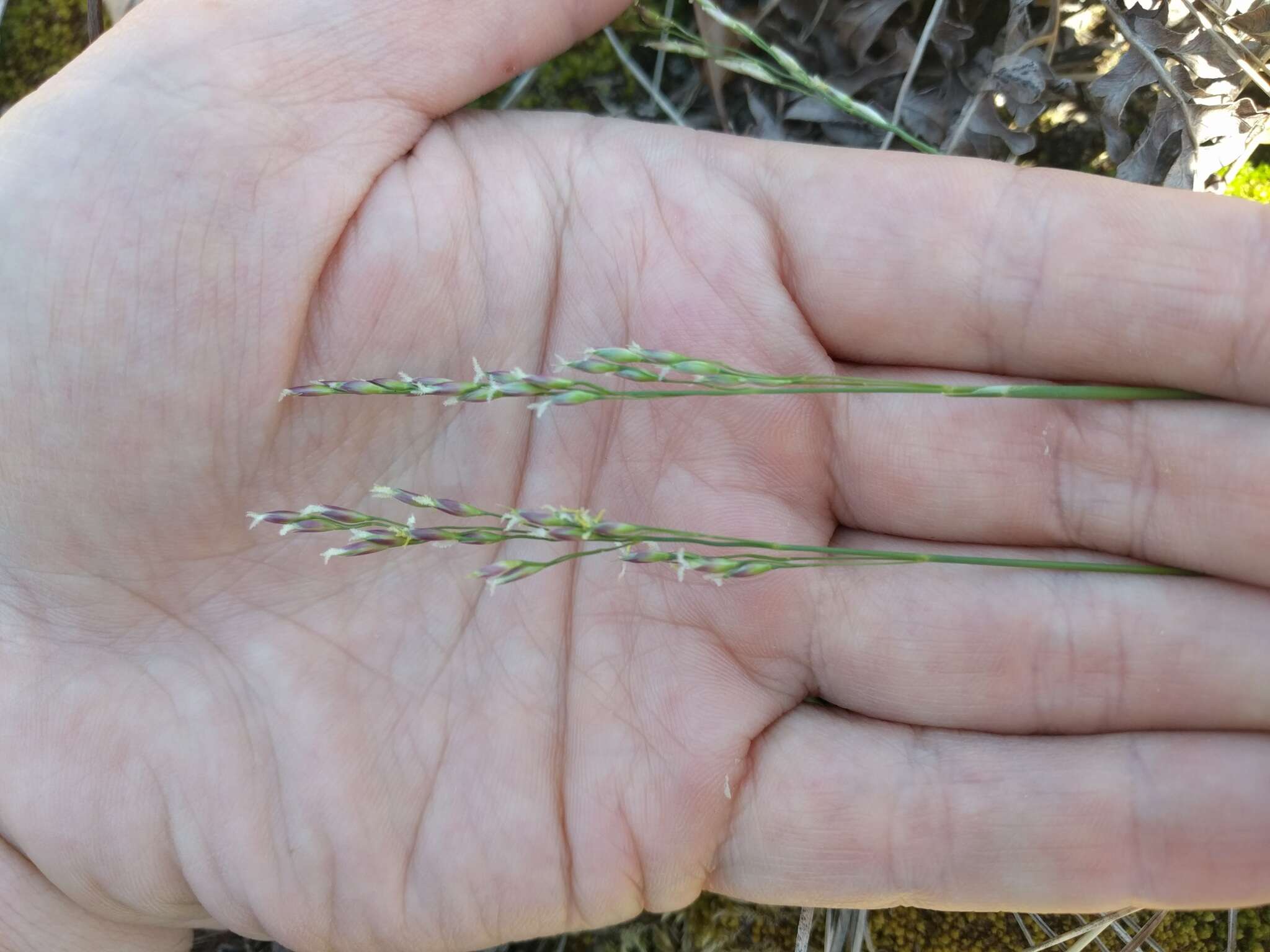 Image of mountain ricegrass