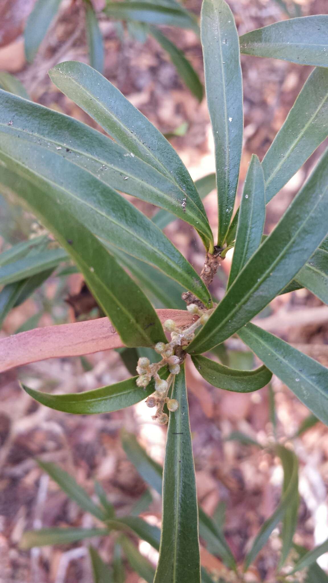 Image of Droceloncia rigidifolia (Baill.) J. Léonard