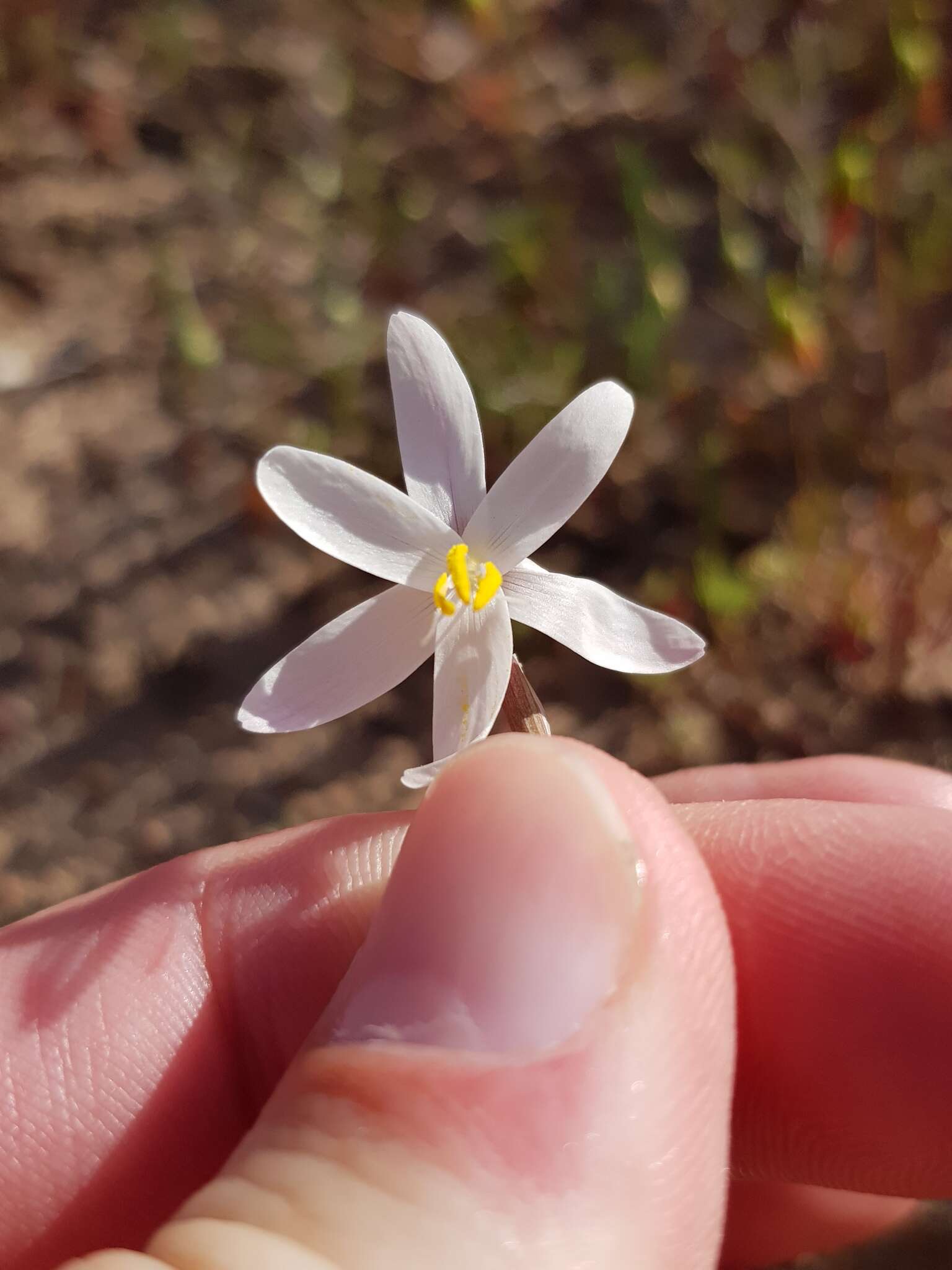 Image of Hesperantha marlothii R. C. Foster