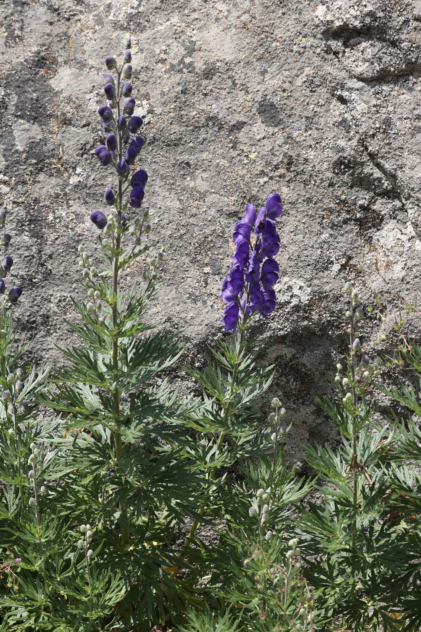 Слика од Aconitum napellus subsp. vulgare Rouy & Fouc.