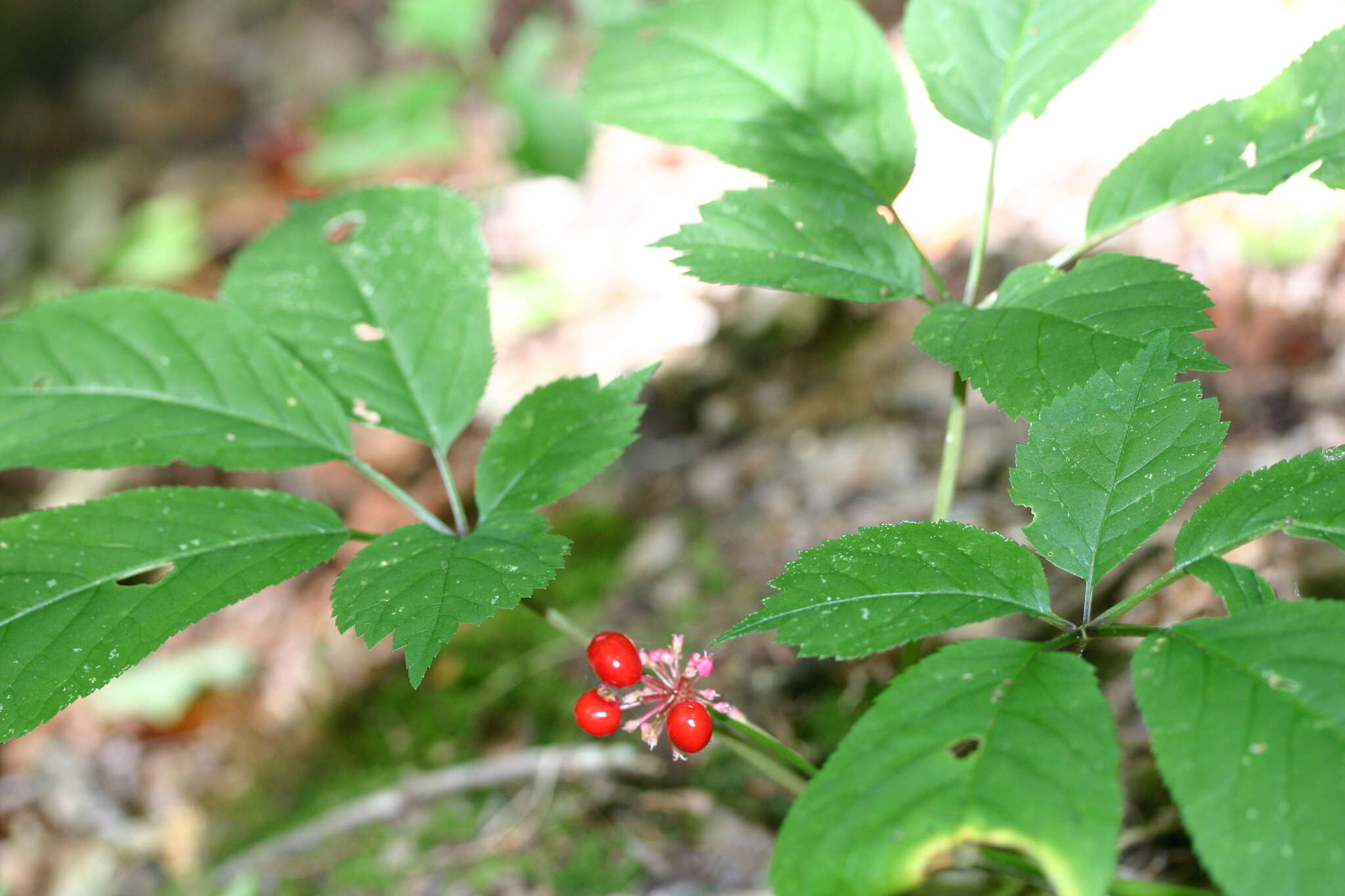 Panax quinquefolius L. resmi