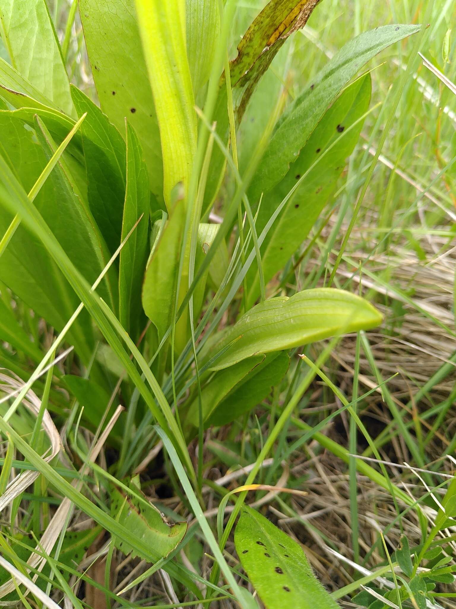 Image of Dactylorhiza elata subsp. sesquipedalis (Willd.) Soó