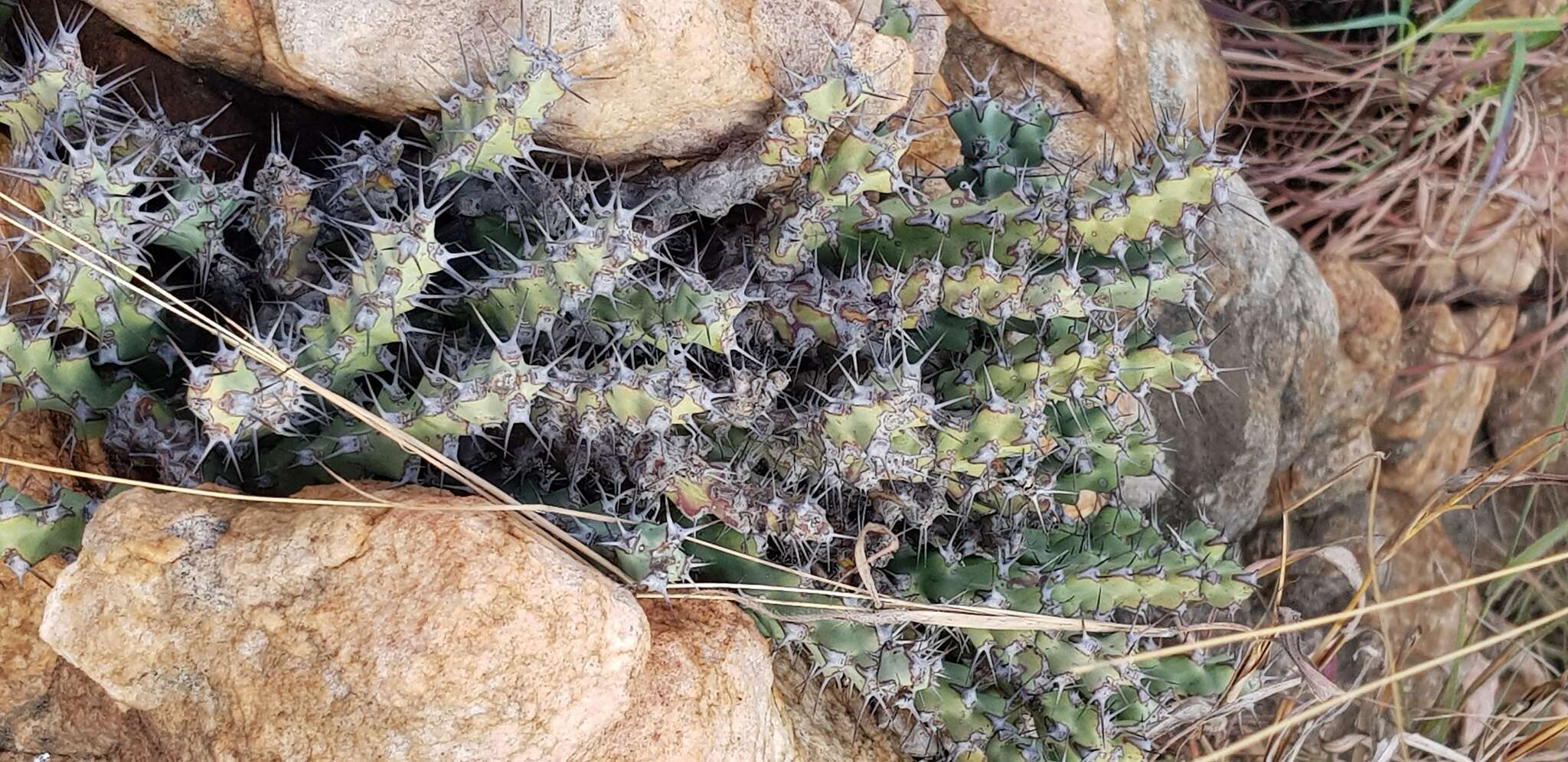 Image of Euphorbia schinzii Pax