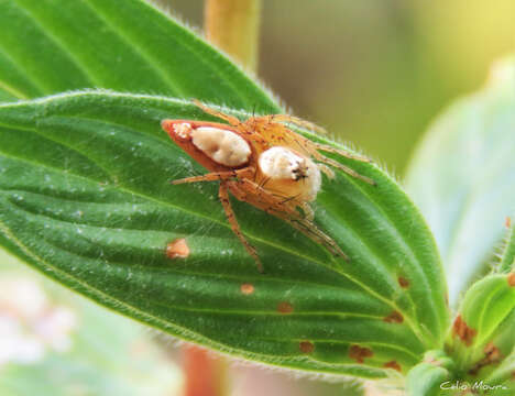 Image of Oxyopes niveosigillatus Mello-Leitão 1945