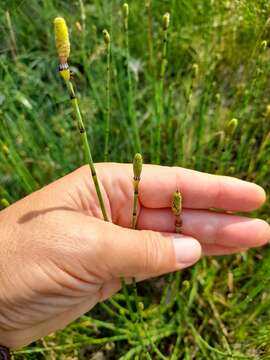 Image of Equisetum moorei Newm.