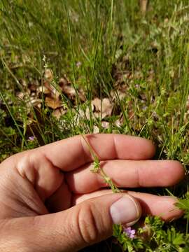 Image of little combseed