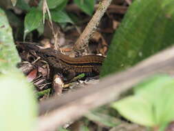 Image of Four-lined Ameiva