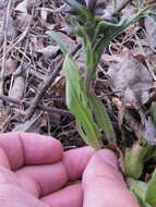 Image of Pulmonaria angustifolia L.