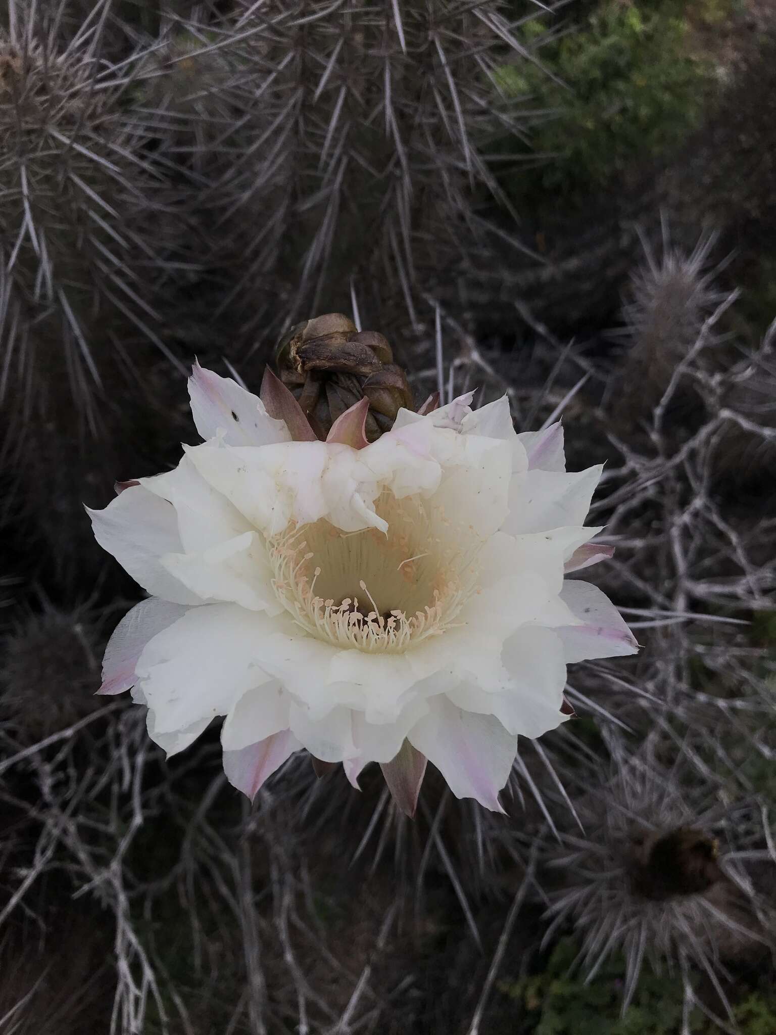 Image de Echinopsis deserticola (Werderm.) H. Friedrich & G. D. Rowley