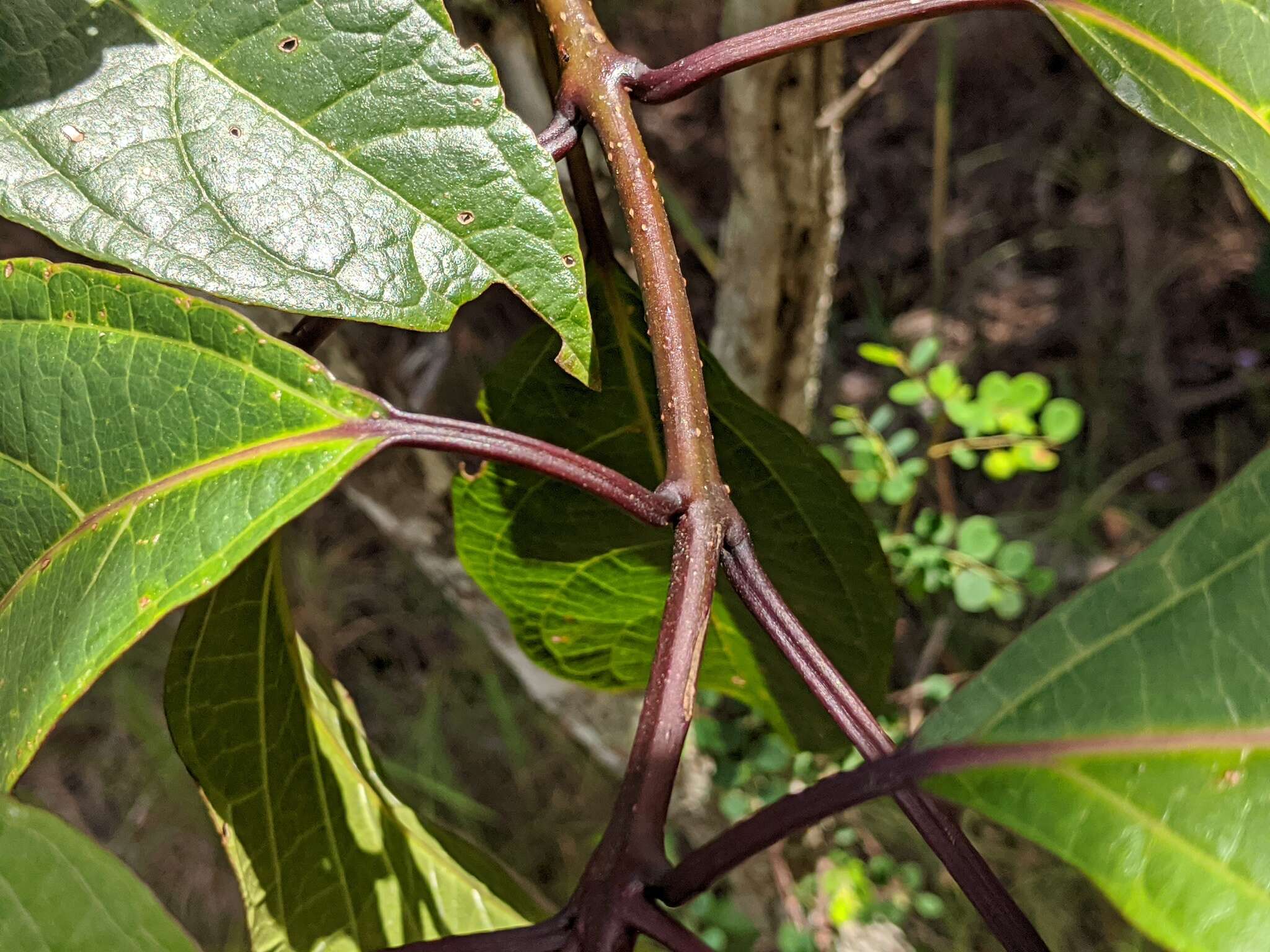 Imagem de Clerodendrum longiflorum Decne.