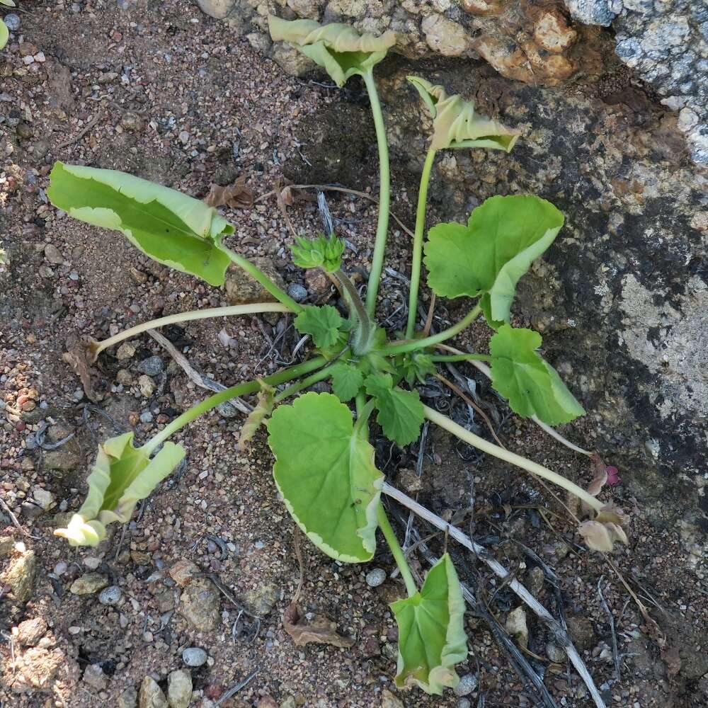 Image of Pelargonium oblongatum E. Mey.