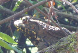 Image of River Frog