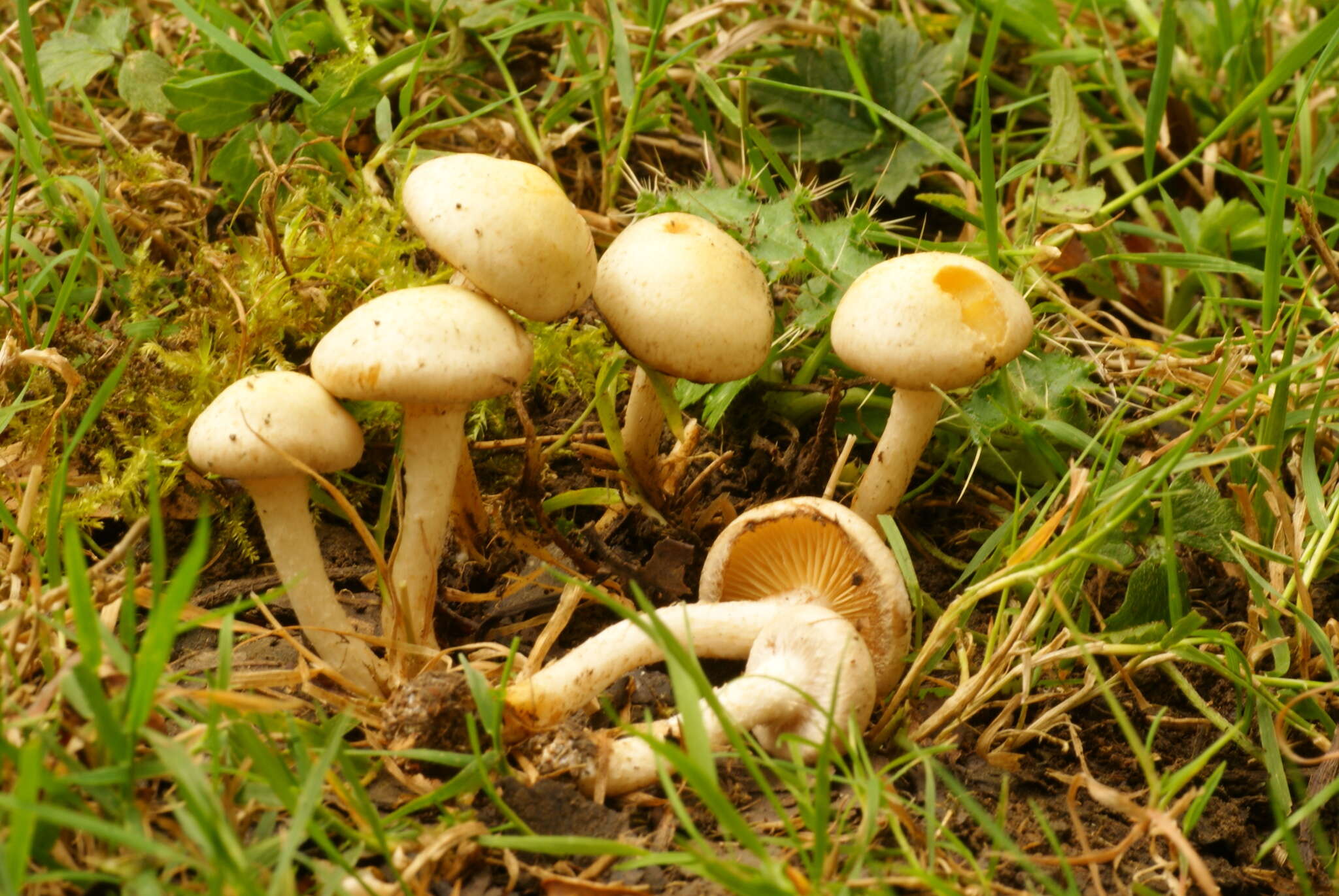 Image of Pholiota gummosa (Lasch) Singer 1951