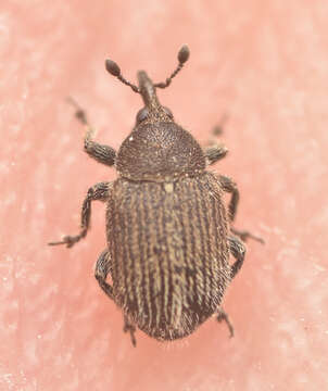 Image of Weevil