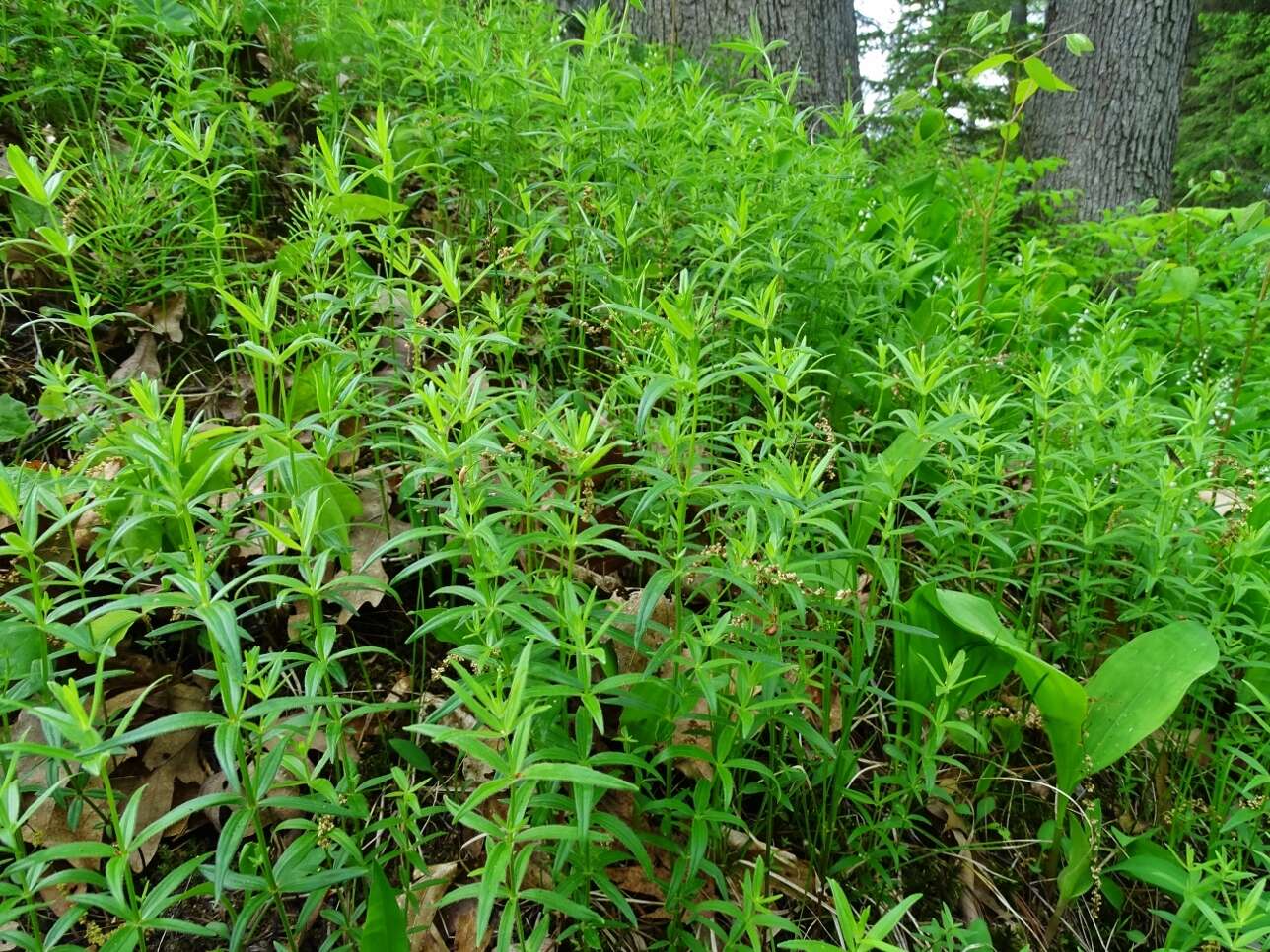 Imagem de Galium lanceolatum (Torr. & A. Gray) Torr.