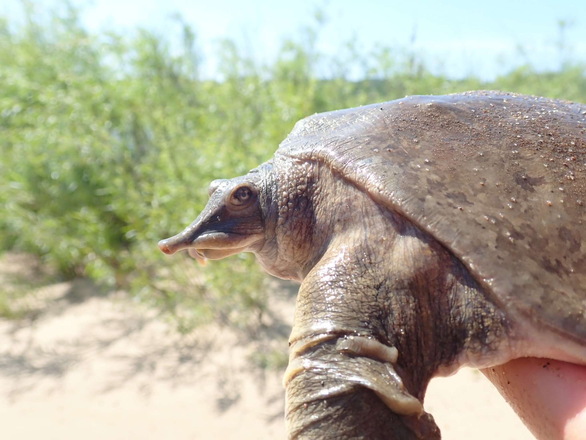 Image of Smooth Softshell Turtle