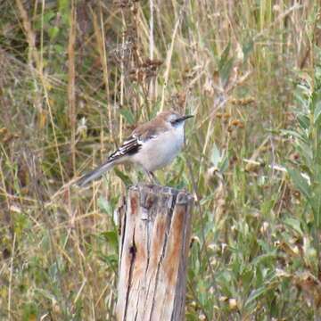 Image of Brown-backed Mockingbird