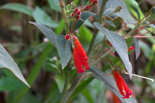 Image of Kohleria trianae (Regel) Hanst.