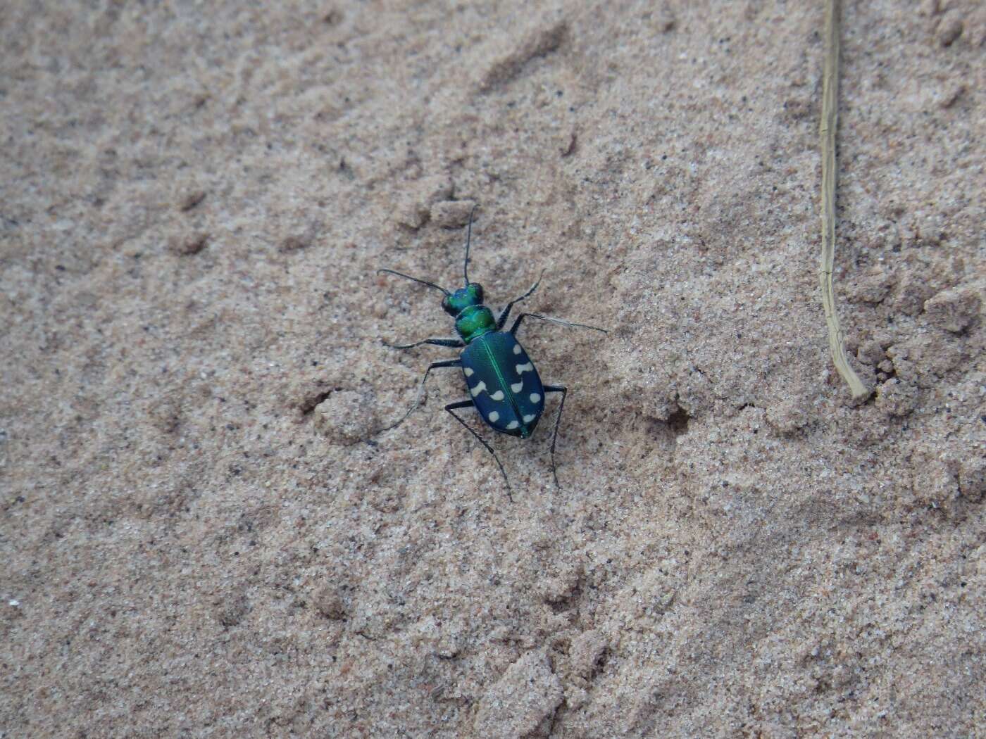 Plancia ëd Cicindela (Cicindela) oregona maricopa Leng 1902