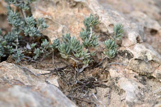 Helianthemum caput-felis Boiss. resmi