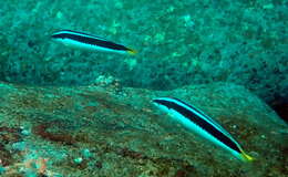 Image of Banana wrasse