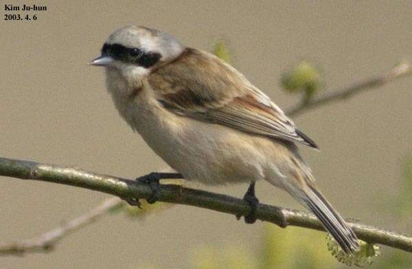 Image of Chinese Penduline Tit