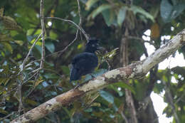 Image of umbrellabird