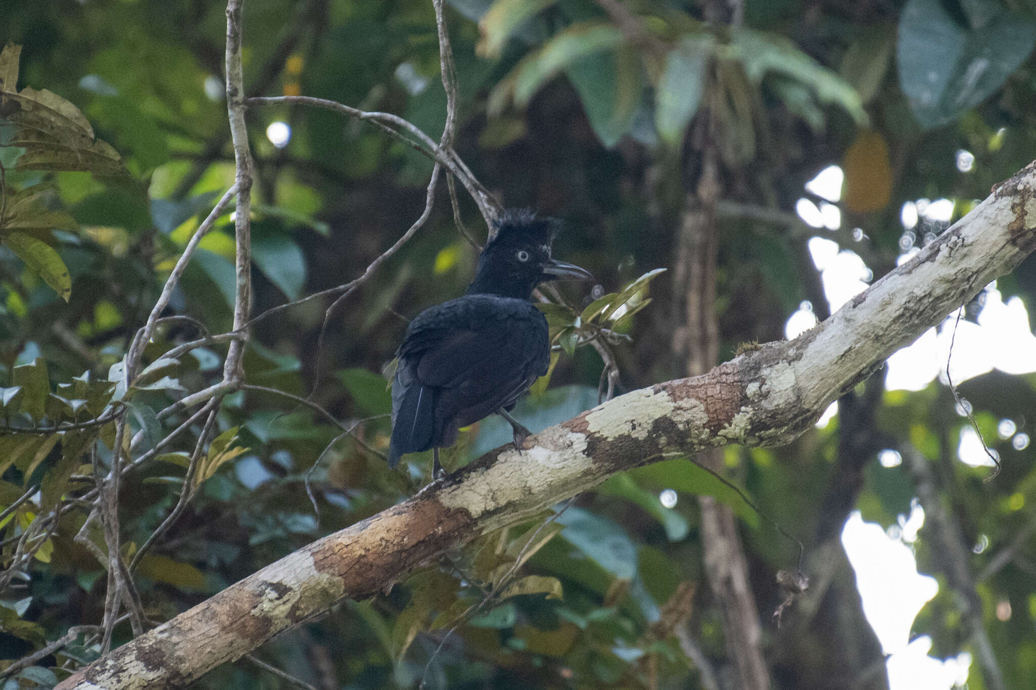 Image of umbrellabird