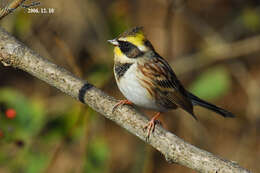 Image of Yellow-throated Bunting