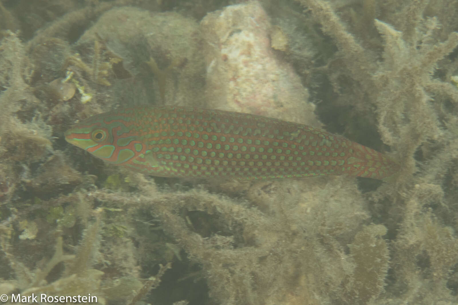 Image of Argus Wrasse