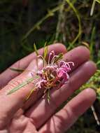 Image of Grevillea leiophylla F. Müll. ex Benth.