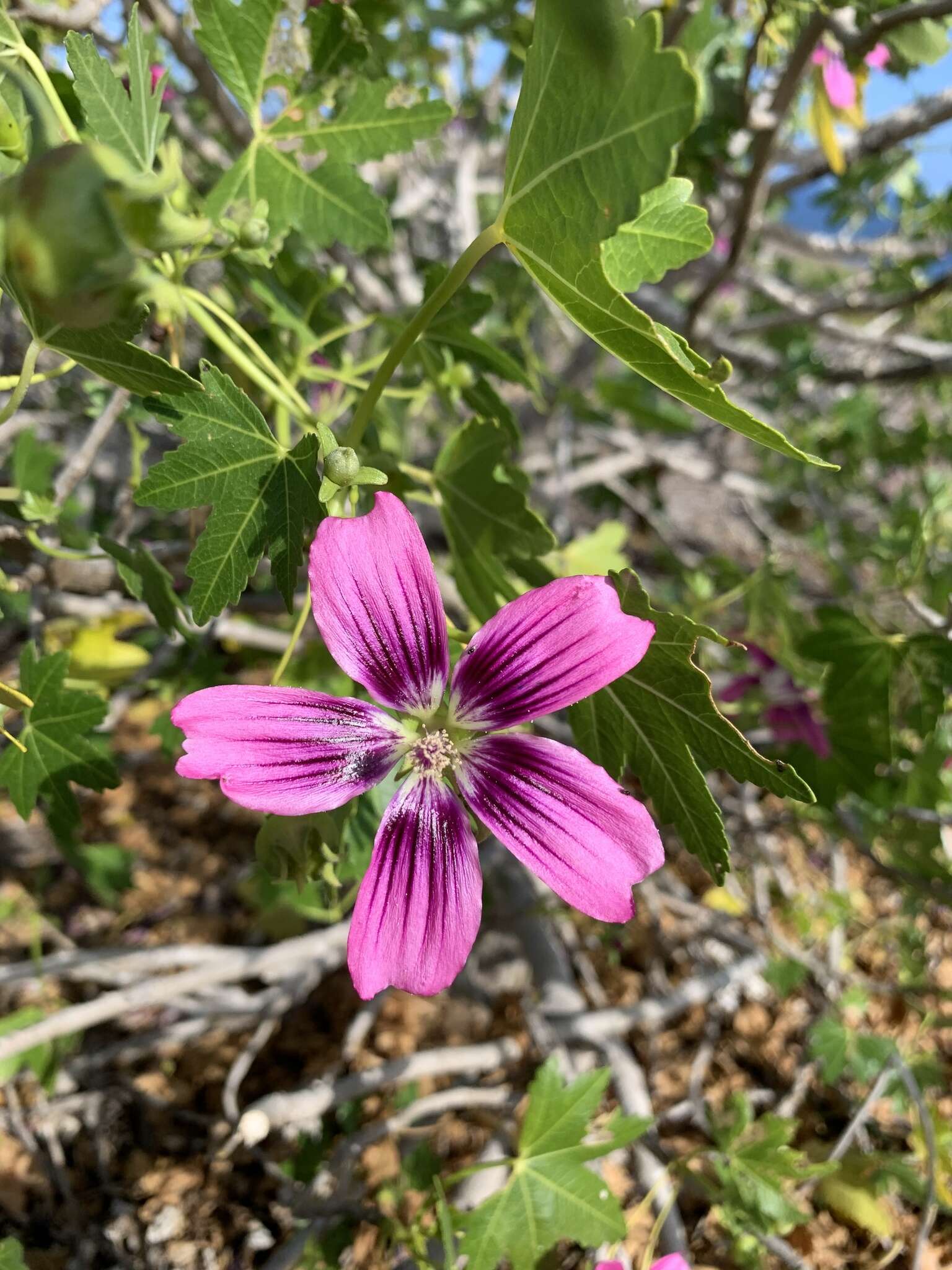 Imagem de <i>Malva assurgentiflora</i> subsp. <i>glabra</i> (Philbrick) M. F. Ray