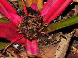 Bromelia fosteriana L. B. Sm.的圖片