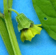 Image of Physalis ampla Waterf.