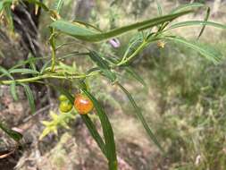 Image of Solanum linearifolium Herasim.
