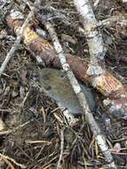 Image of Western Red-backed Vole